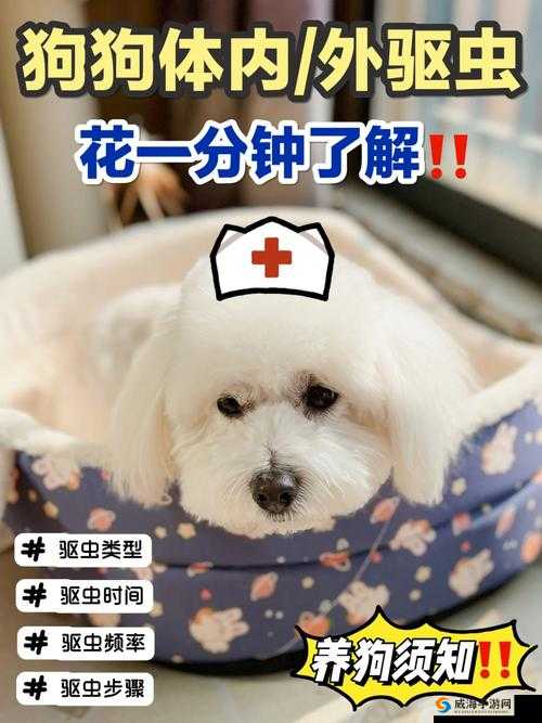 狗狗卡在体内:时间、解决方法与预防措施