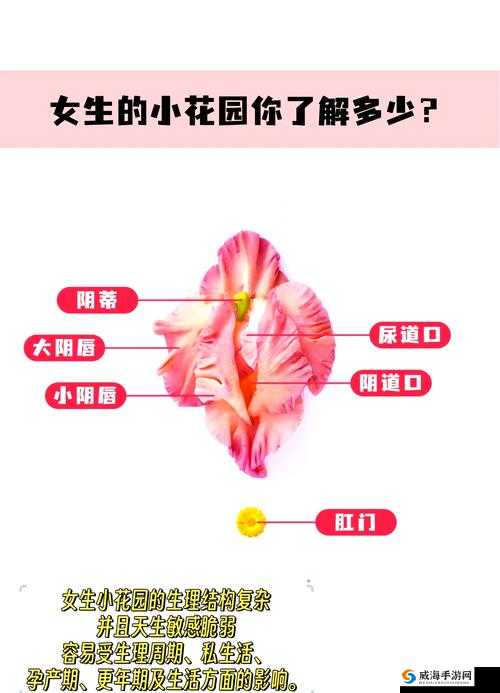 探索有效吸小花园的独特方法及相关技巧