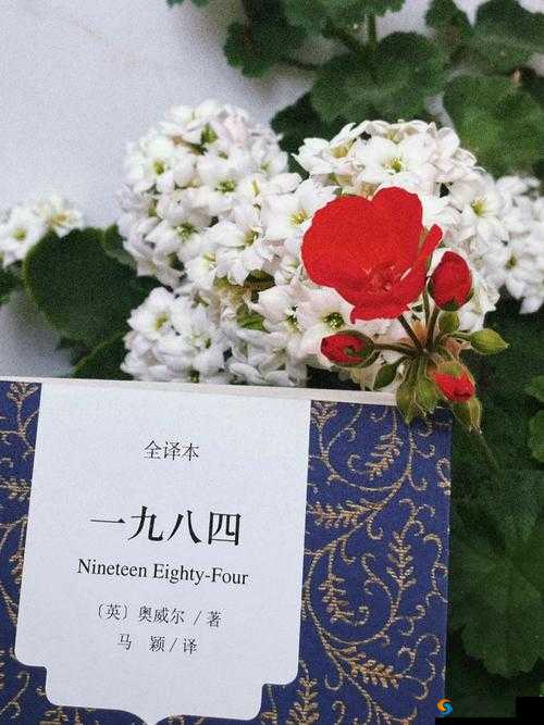 膝盖之间 1984：一部值得深入探讨的独特作品