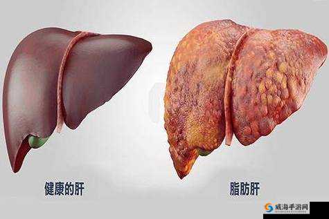老公吃我小花园会伤肝吗:专家解读背后的健康风险