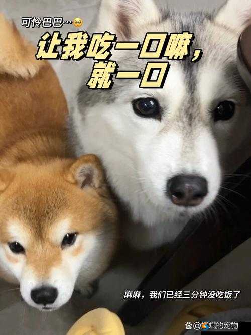 班长：求你了，就让我吃一口嘛