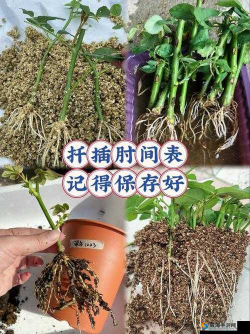 在床上的 72 种扦插方法:全面解析与实践指南