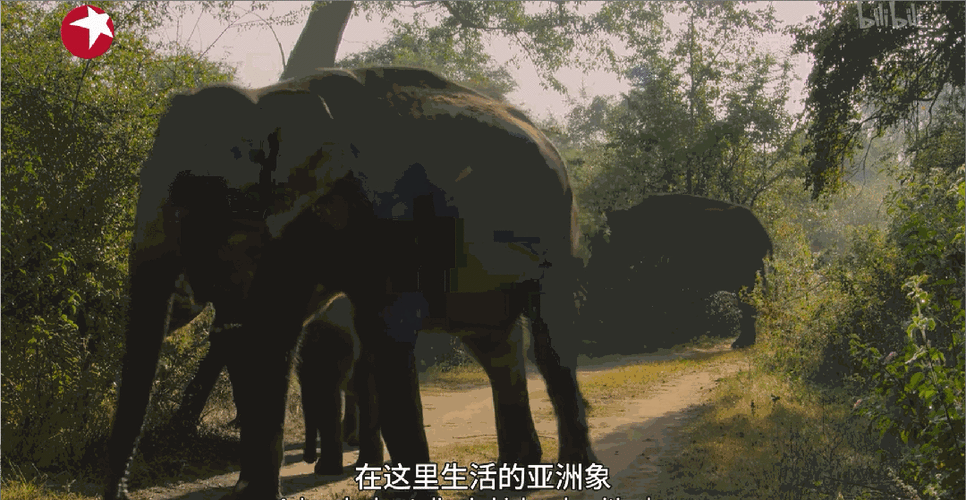 5177tv 力浮影大象:超越平凡的视觉盛宴