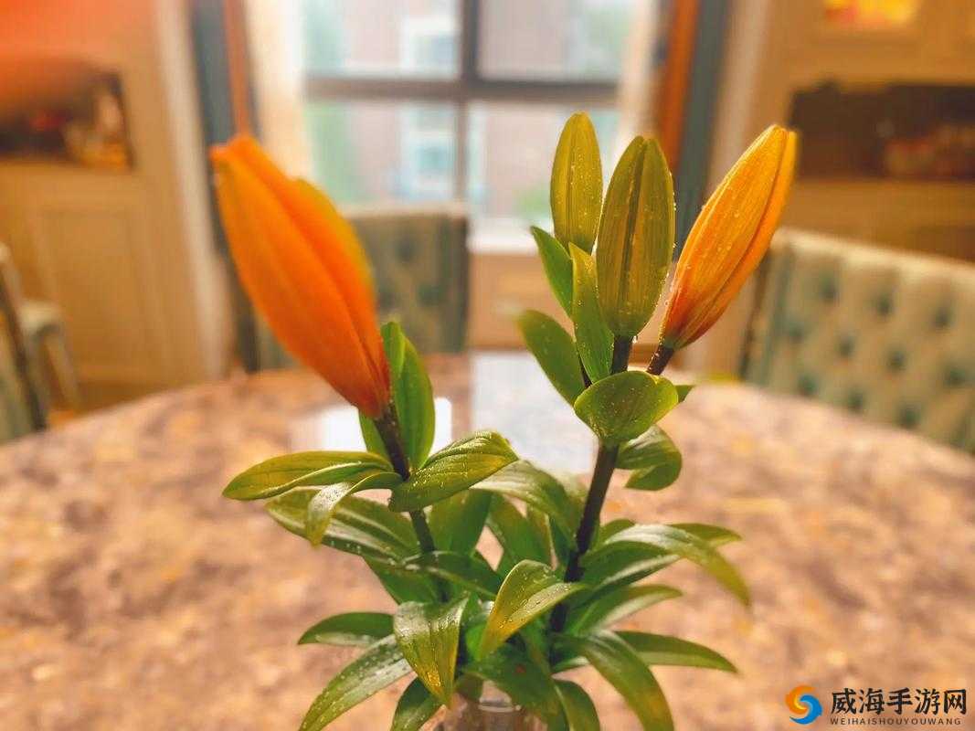 花落伴花途柔佳美丽的儿媳妇：一生相伴爱满家的幸福女神