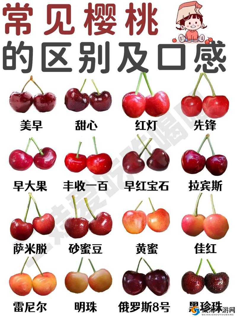 红颜樱桃和黄蜜樱桃有何不同