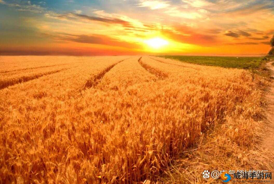 丰收是倾注汗水的调色盘:用辛勤耕耘绘就五彩华章