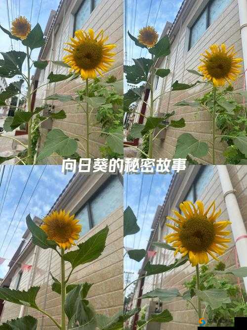老公吃我小花园中那令人遐想的奇妙经历