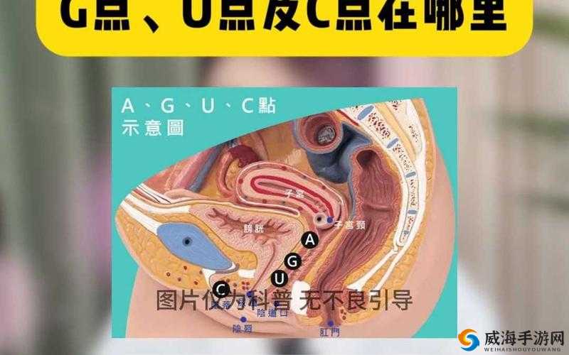 c 点和 g 在哪个部位：探寻人体神秘敏感区域之谜