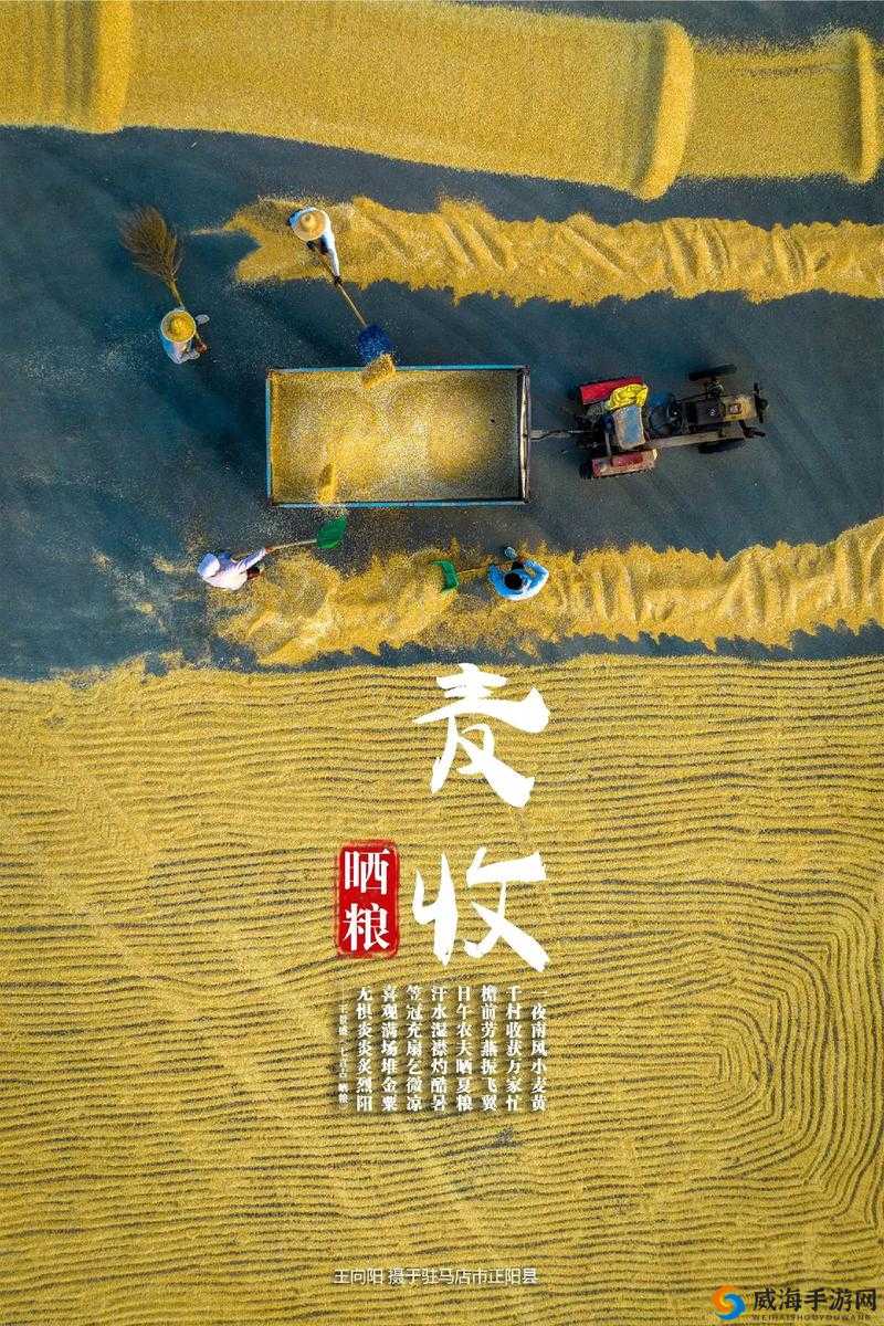 韩国朋友家麦子丰收的喜悦与故事