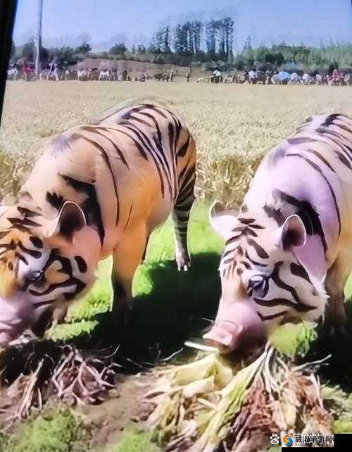 zoomkool 牧场视频猪的奇妙欢乐之旅