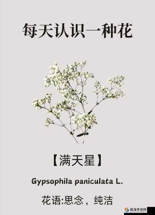 意大利满天星：那璀璨如星的迷人花卉及其背后的故事