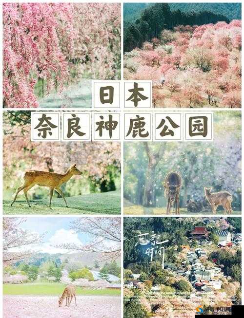 探索奇妙之旅：摸揉添 BBB 带来的别样体验