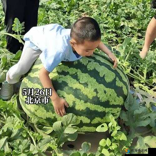 888 吃瓜黑料爆料：震惊众人的那些背后真相大揭秘