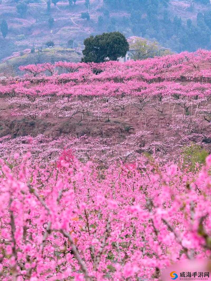 国色天香桃花朵朵开——绽放极致浪漫之美