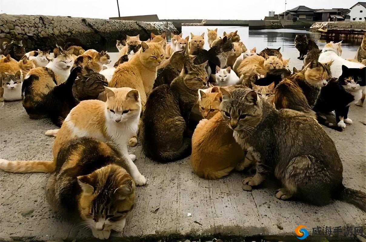 萌猫公园:一群可爱猫咪的欢乐嬉戏之所