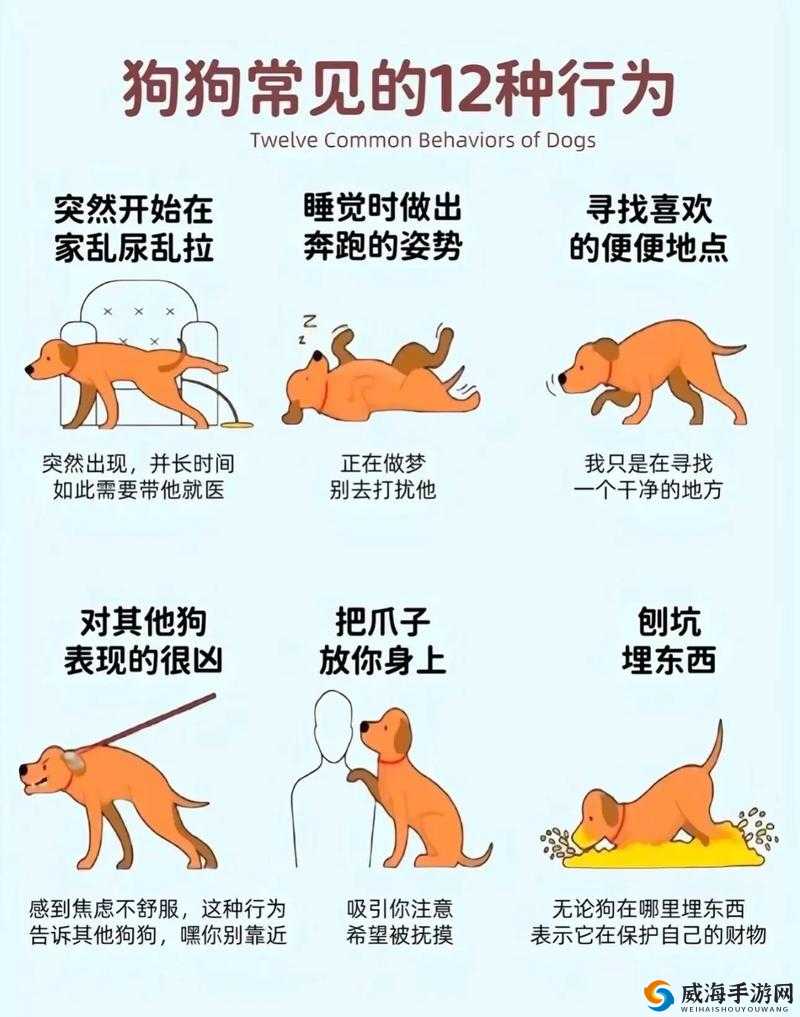 狗狗配人怎么配电视:探索奇妙的动物行为