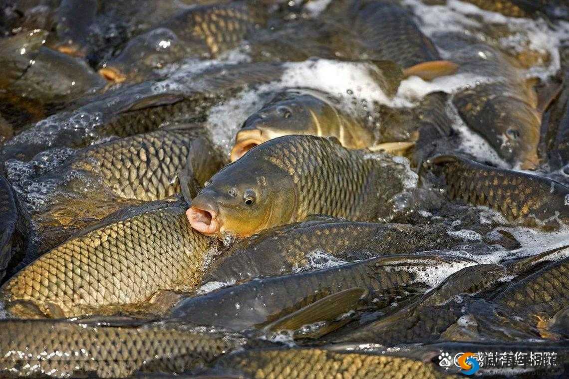 夹一夹和鲤鱼吸水的区别：两种动作方式的深入剖析比较