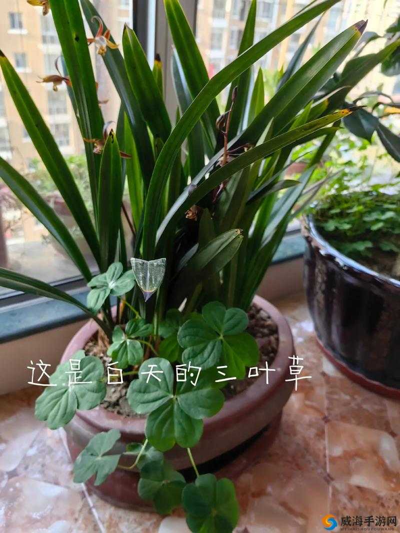 gw4411 三叶草：独特植物的生长特性与应用前景探讨