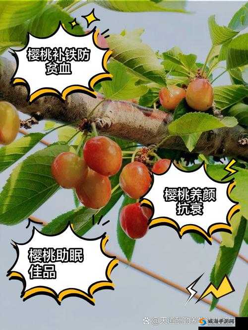 绿巨人樱桃荔枝青青草：功效惊人，助你焕发新生