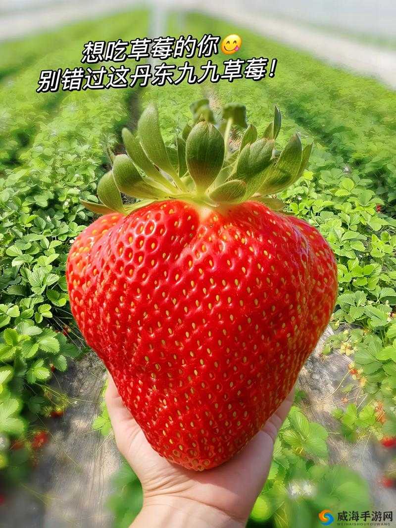 蜜丝婷大草莓和小草莓对比：全方位解析二者差异之处
