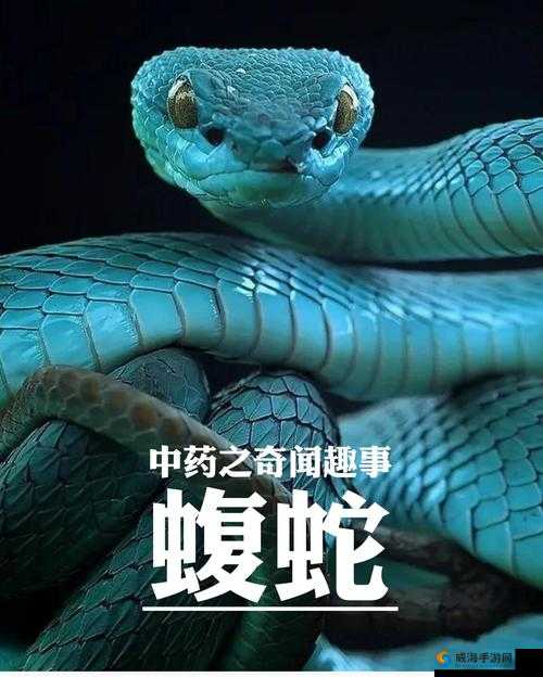 一零计划蝮蛇技能详解，物理输出蝮蛇图鉴
