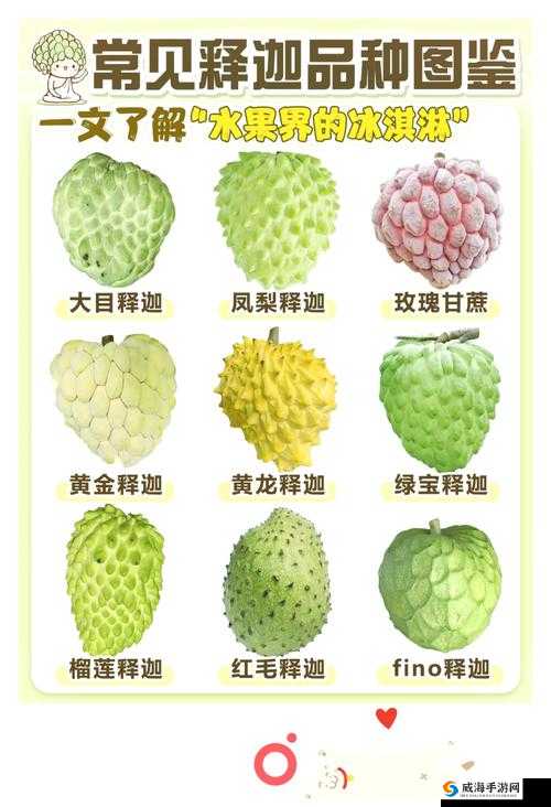 多汁的 omega 一盆黄花菜：探索未知的美味世界