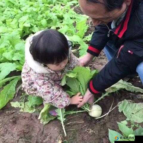 旅行者和丽莎拔萝卜:一场充满趣味与挑战的田园劳作之旅
