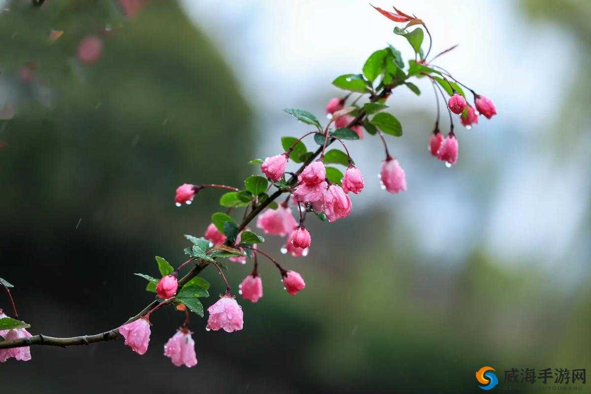 室外春雨绵绵依旧，室内欢声欢乐不息