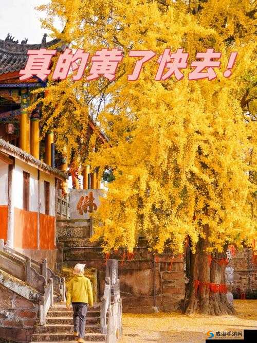 成年人银杏视频成片在线观看：精彩内容不容错过