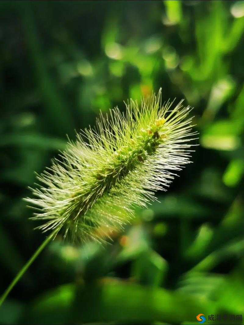 17c 草名字 :带你走进充满神秘色彩的独特世界