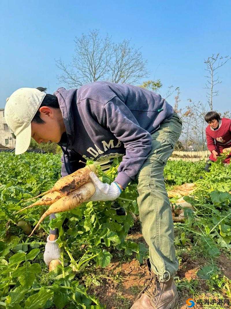 人们俗称的拔萝卜:有趣的田园劳作场景大揭秘
