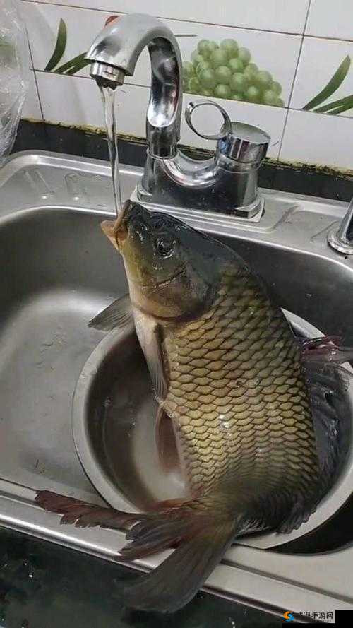 女人绝技：鲤鱼喝水究竟是何种奇妙感受呢