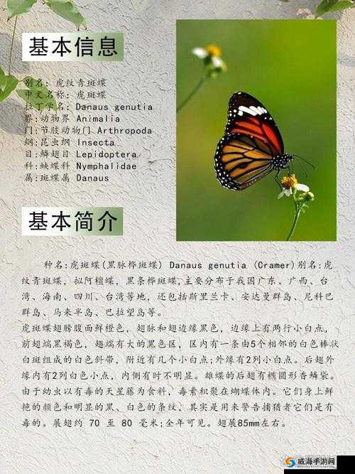 女生稀有的蝴蝶比，你了解多少？