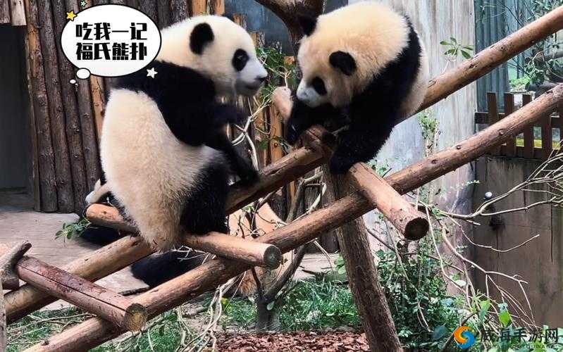 多毛bgmbgmbgm胖:关于其特点与相关情况的探讨
