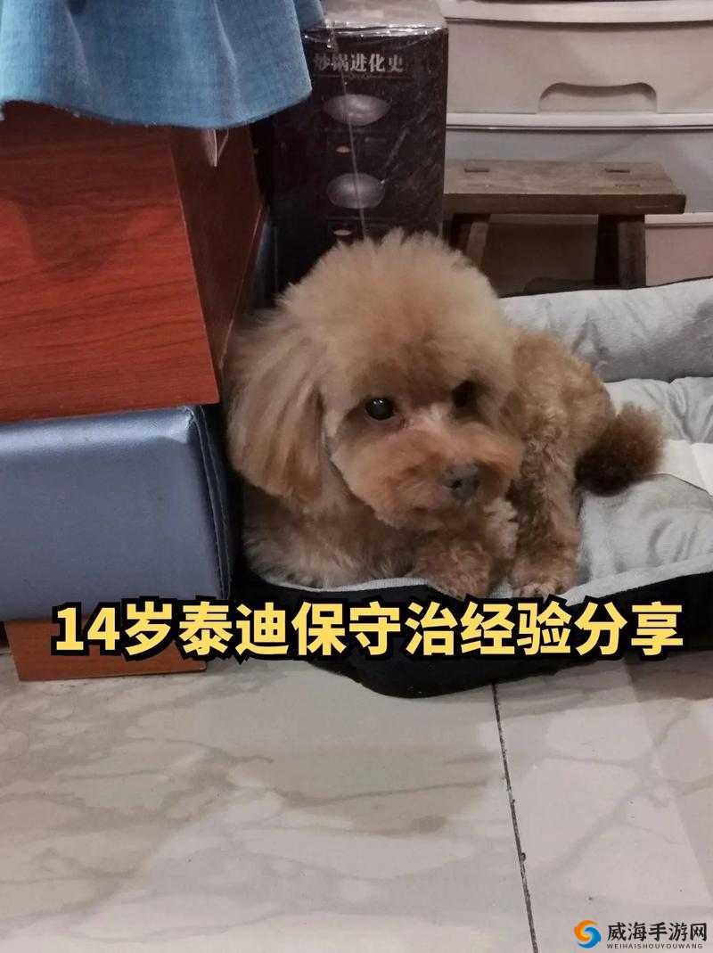 人狗胶配方大全狗狗使用:全面解析狗狗适用胶配方