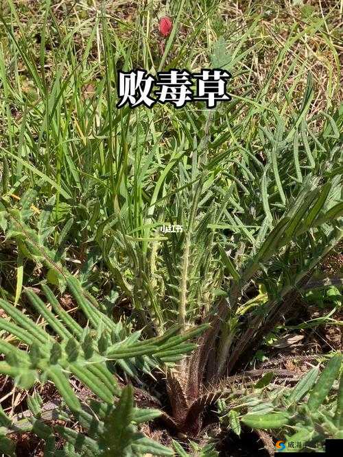 野草乱码一二三四区别：深入探究其背后的不同特征
