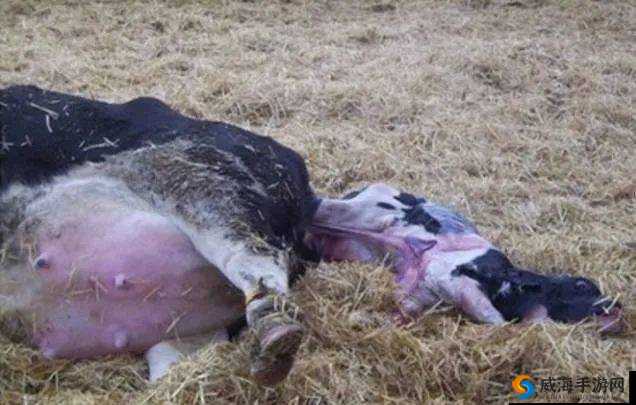 套阴 茎奶牛服截肢产奶:极端残忍且违背伦理的行为