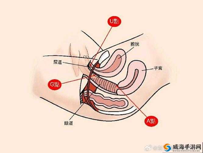 女性私密处的三穴齐开技巧与注意事项