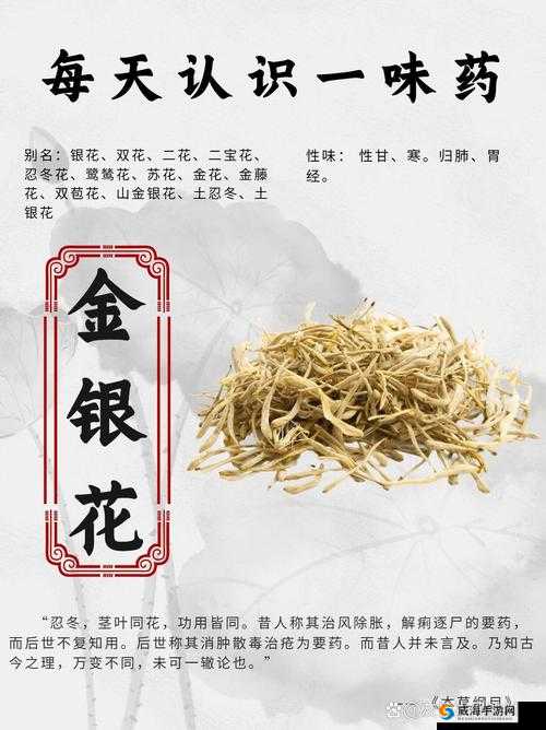 寻找金银花：神秘草药的神奇功效