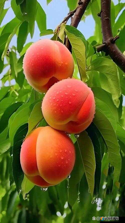国产水蜜桃:鲜嫩多汁口感清甜的夏日美味佳果