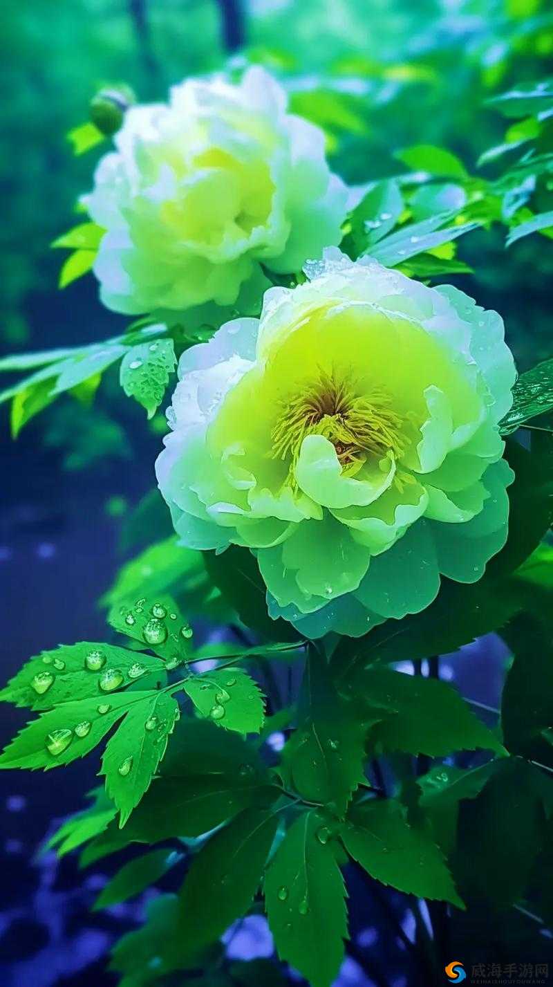 亭亭玉立的荷花国色天香的牡丹:两种花卉的美丽与独特之处