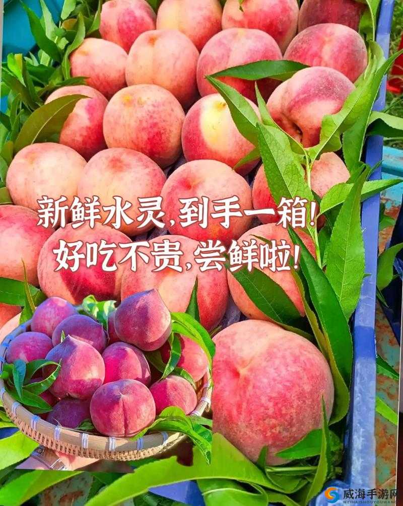 GTCARD2 水蜜桃:口感鲜美令人陶醉的甜蜜水果