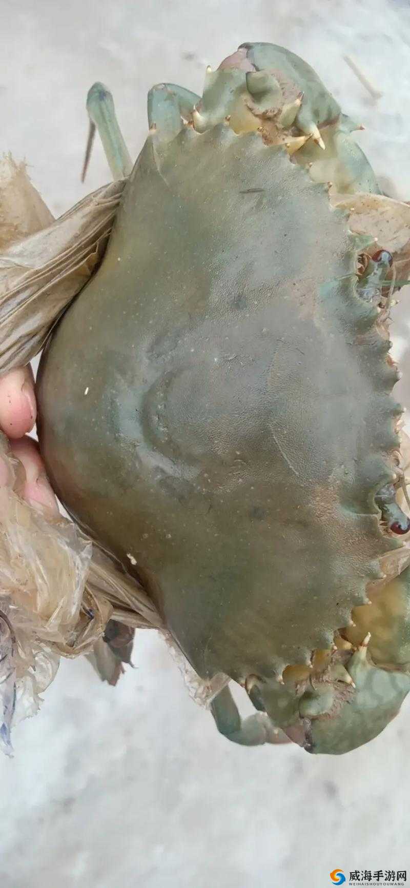 螃蟹垂钓的乐趣与探索,从淡水到海水的全面指南