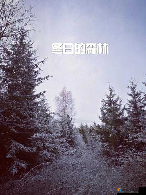 冬天的森林我和妹妹到森林去:探寻冬日森林中的神秘与美好