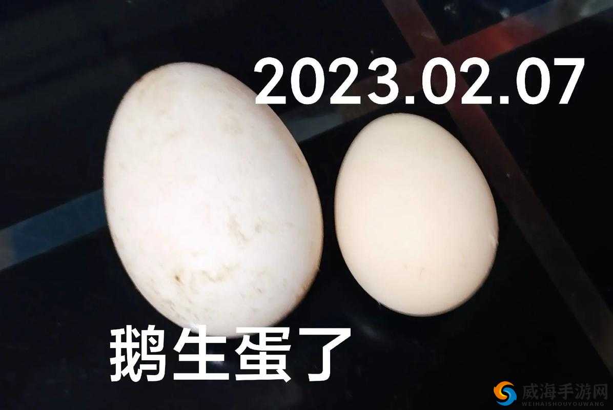 人是否真的可以日鹅的蛋并成功获取呢