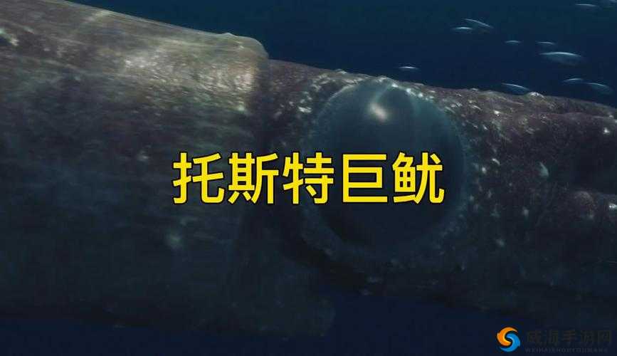 鱿鱼视频在线观看免费最新：畅享精彩不容错过