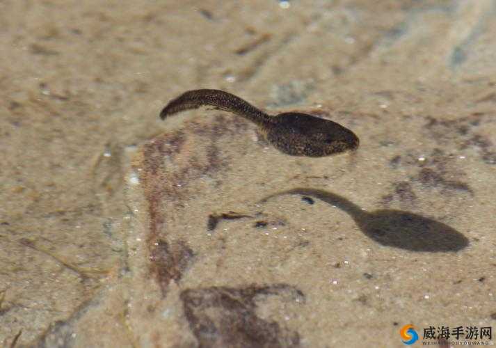 神秘的 9 色蝌蚪,究竟隐藏着怎样的秘密?