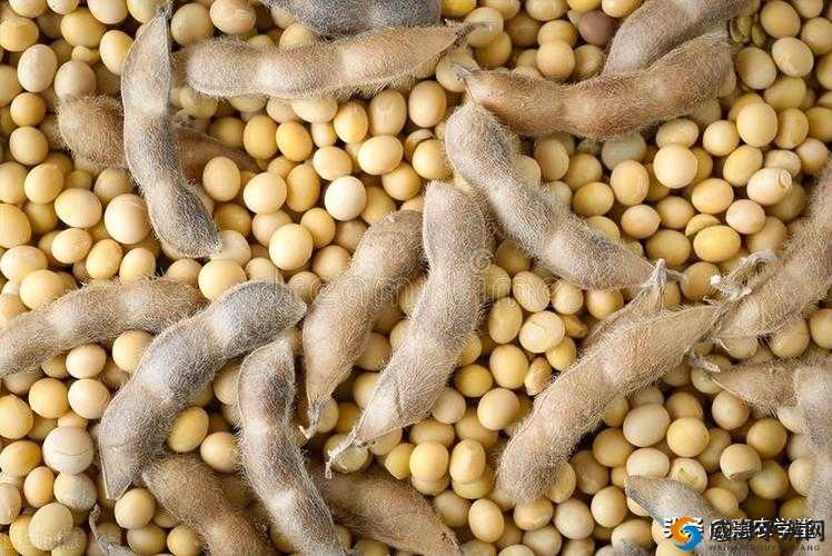 51 大豆行情网免费优势-为用户带来诸多便利与实惠