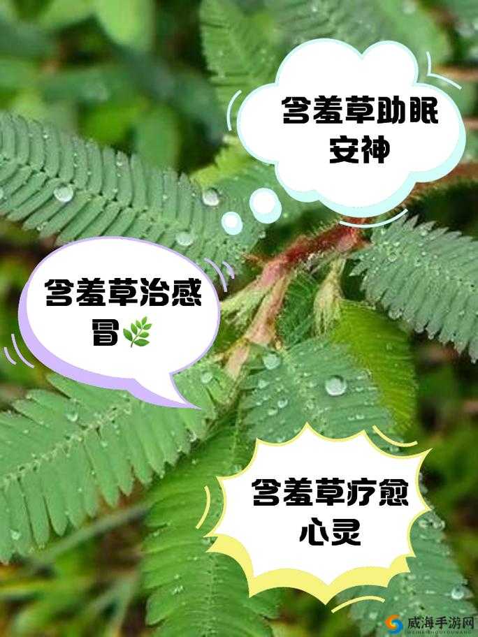 含羞草传媒隐藏路线 2023:探寻其独特魅力与精彩内容