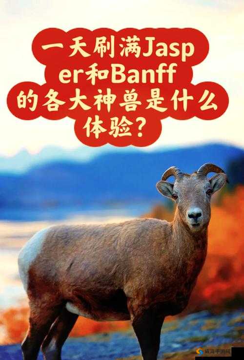 人马畜禽companylimited的动物明星:开启奇妙动物世界之旅